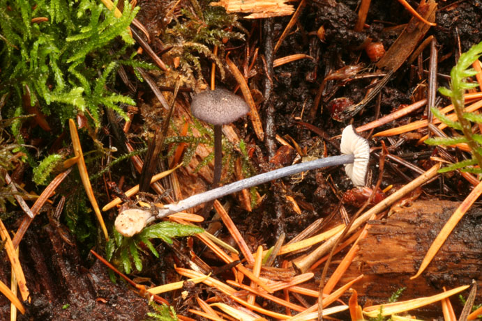 Leptonia convexa var badiodorsa